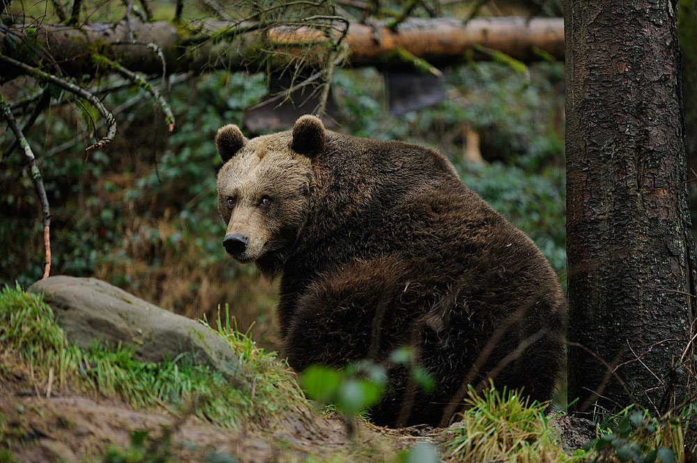 Baer