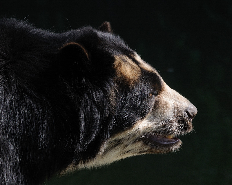 Baer01