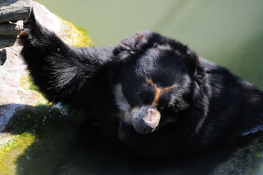 Baer02