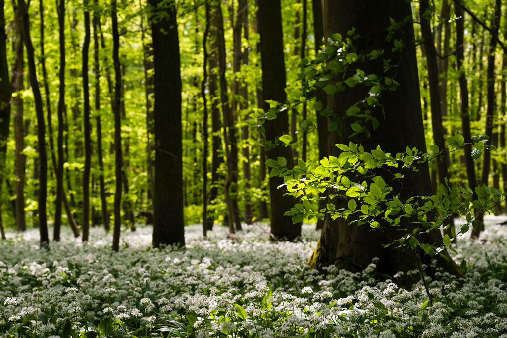 baerlauchwald 1