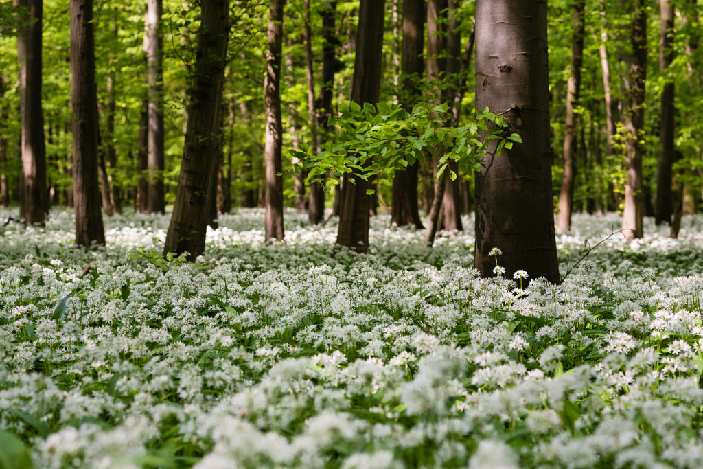 baerlauchwald 3