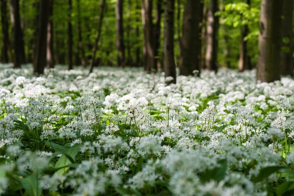 baerlauchwald 4