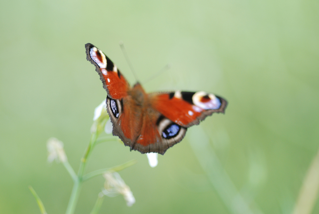 Bahlingen Schmetterlinge MV 042 WEB