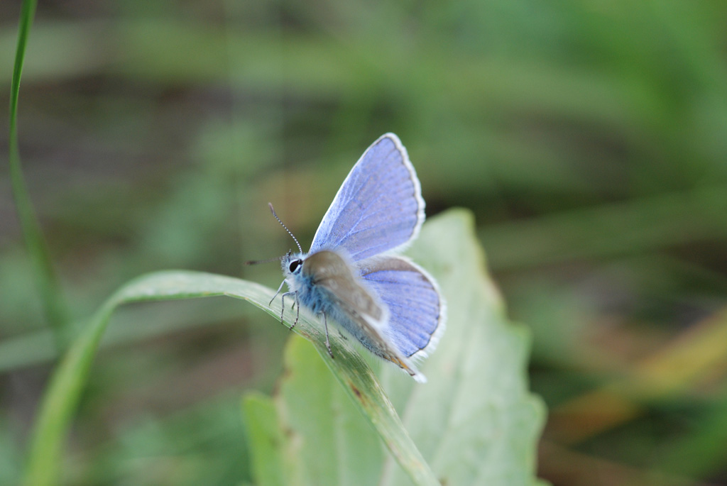 Bahlingen Schmetterlinge MV 046 WEB