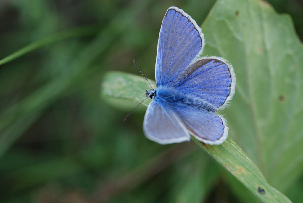 Bahlingen Schmetterlinge MV 049 WEB