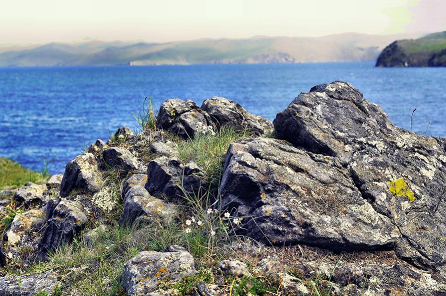 baikal flowers