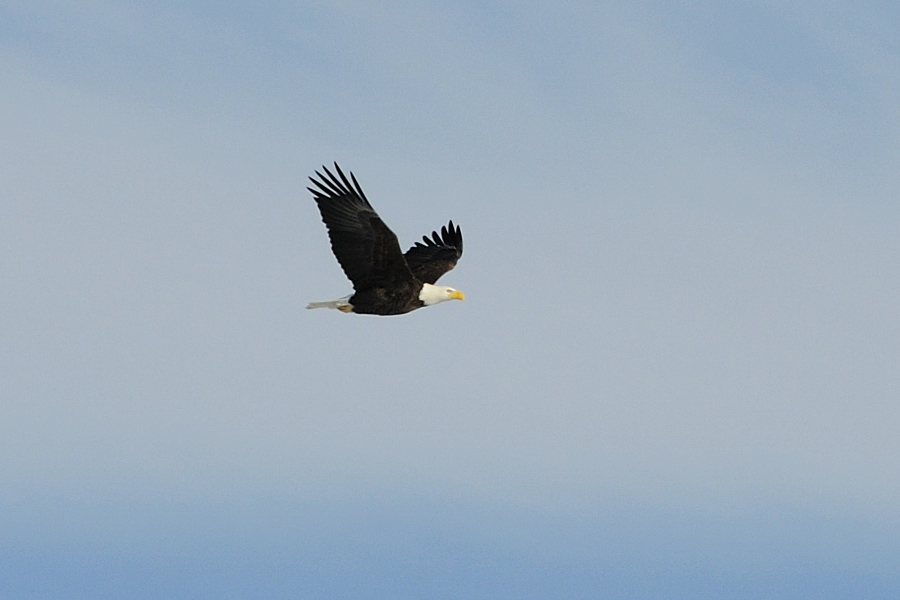 Bald Eagle Flug