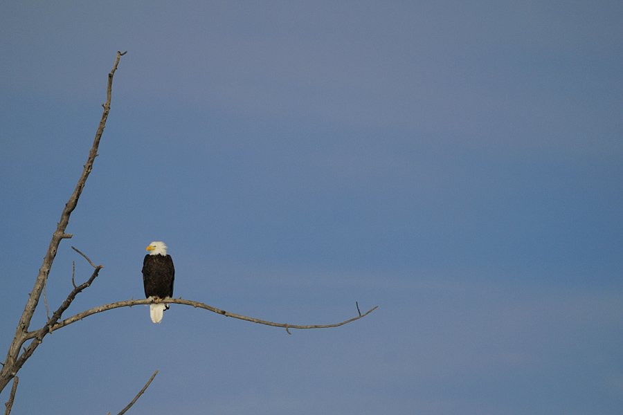 Bald Eagle