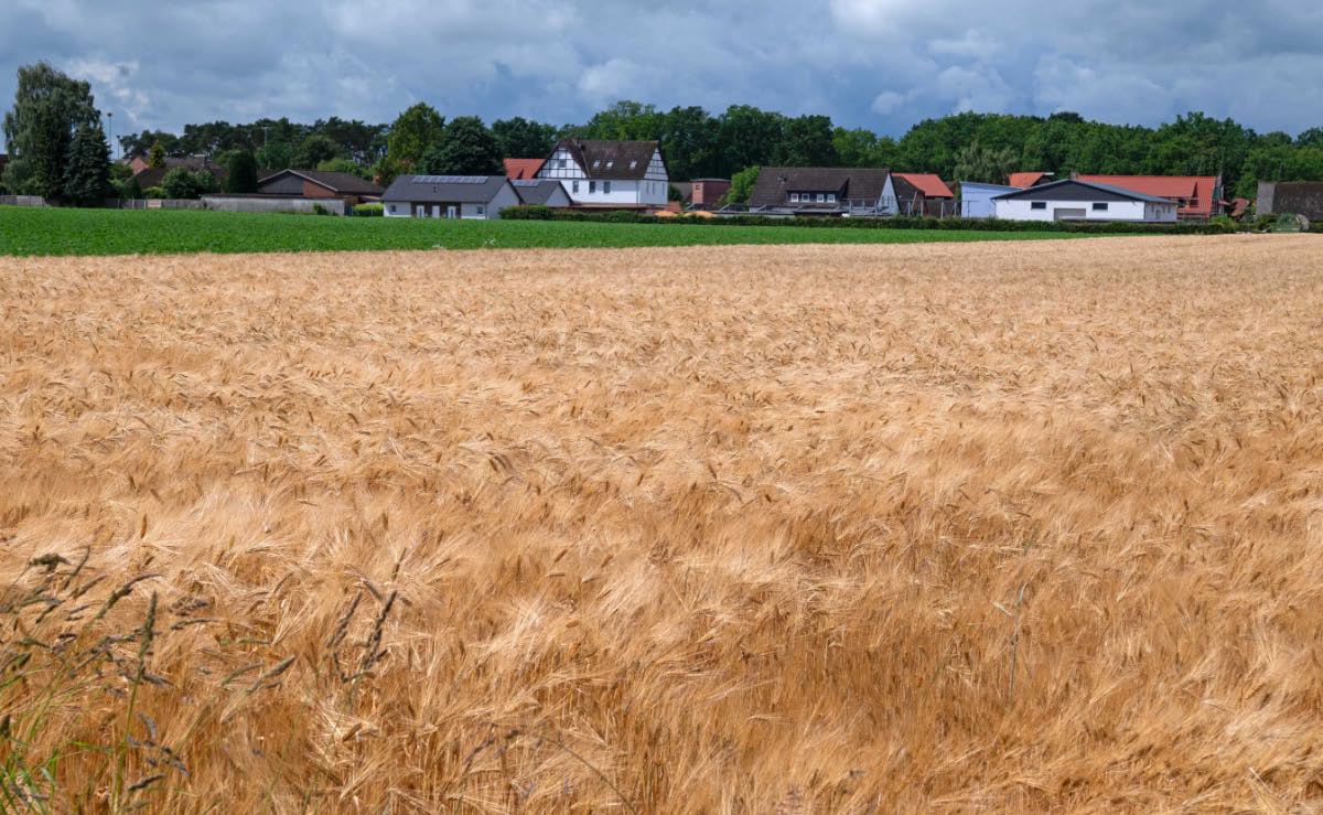 Bald ist Erntezeit_bearbeitet-1.jpg