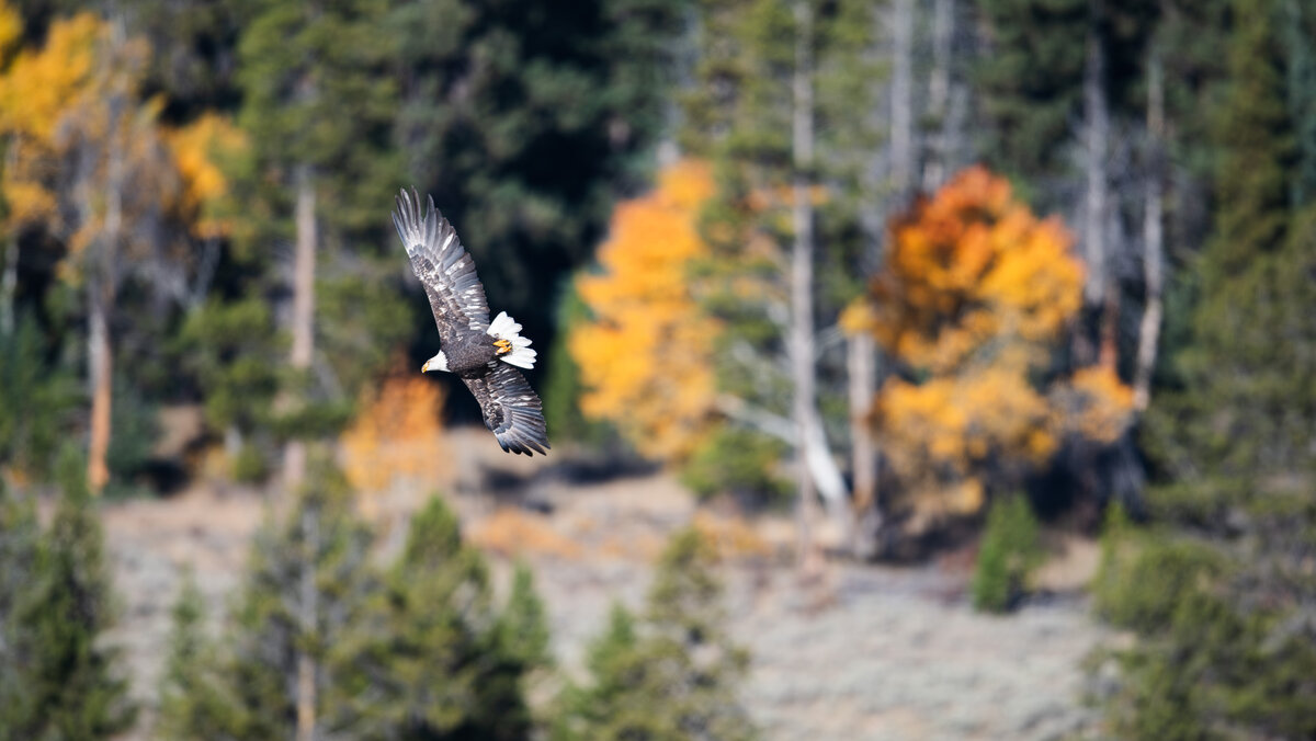 Bald_Eagle_Ducks-1.jpg