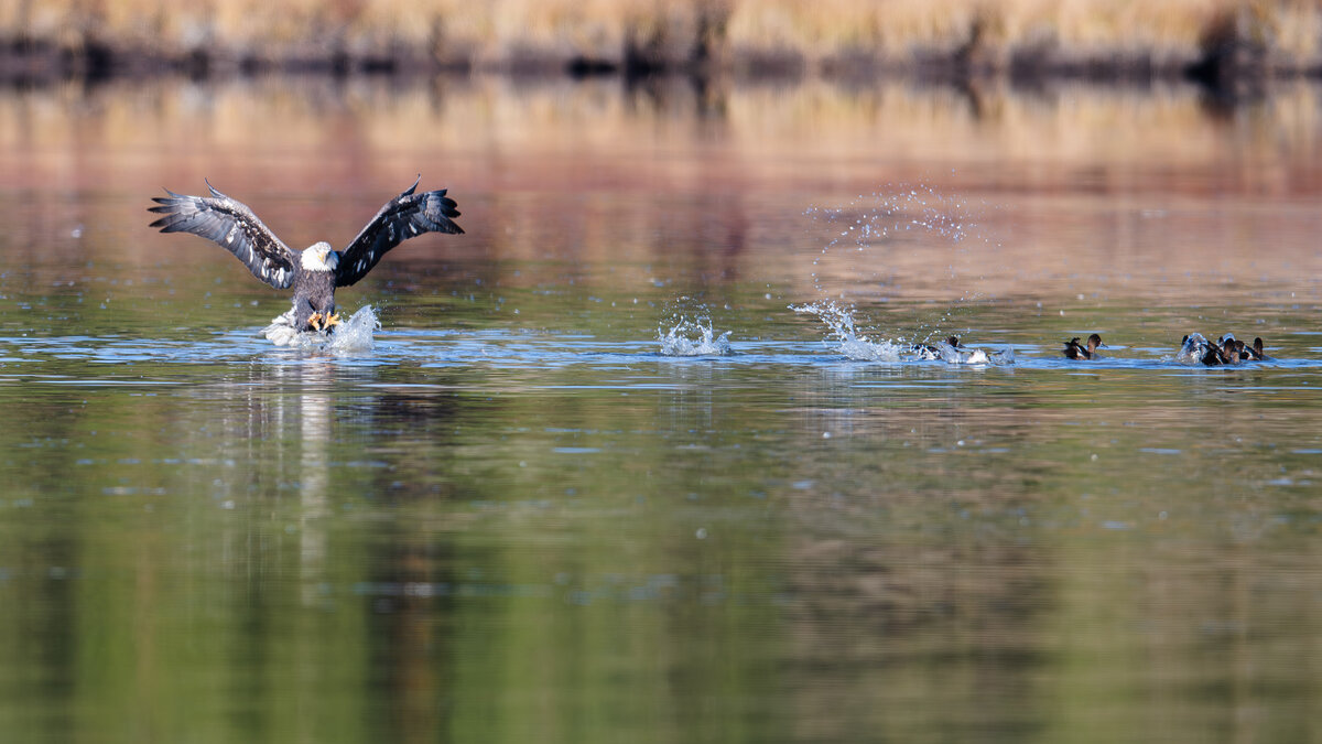 Bald_Eagle_Ducks-2.jpg