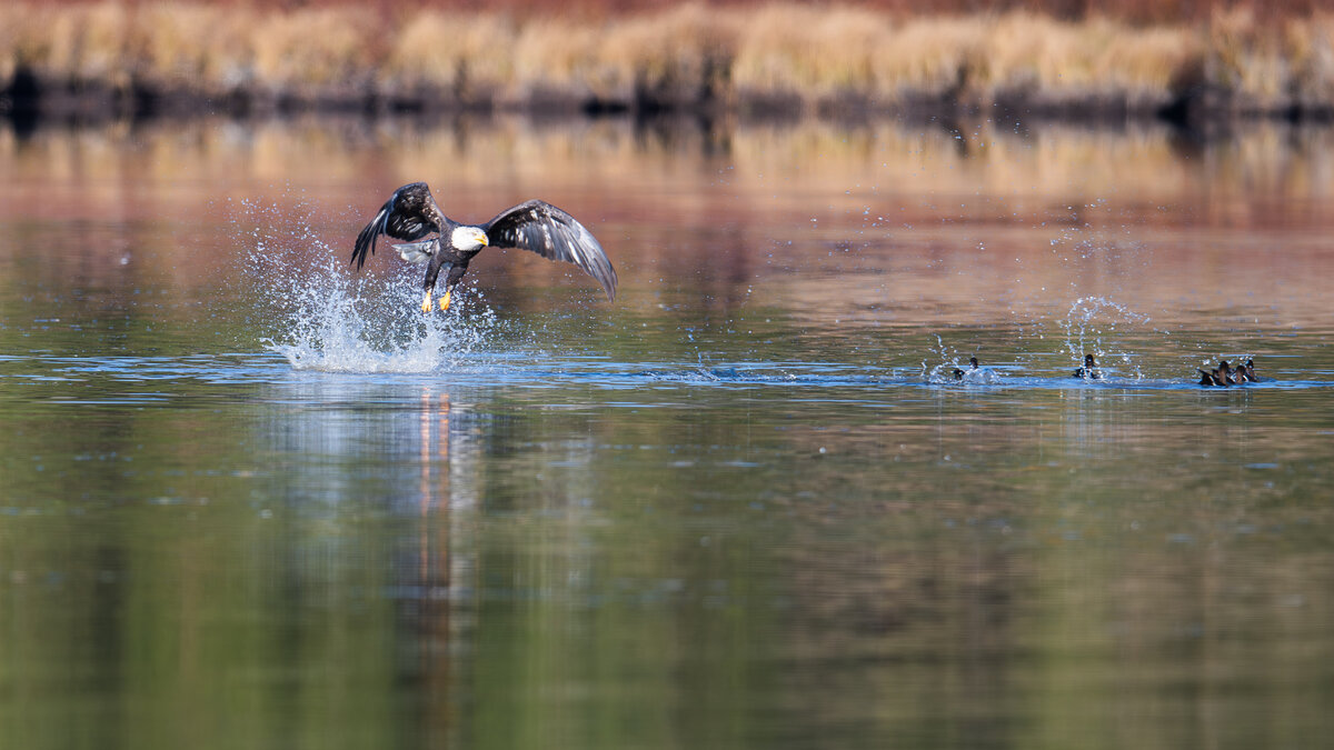 Bald_Eagle_Ducks-4.jpg