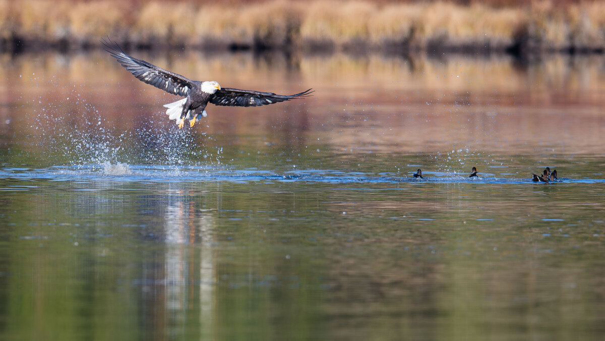 Bald_Eagle_Ducks-5.jpg