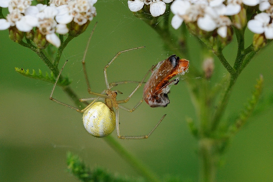 Baldachinspinne bereitet sich einen Weichkäfer (Rhagonycha fulva) 03