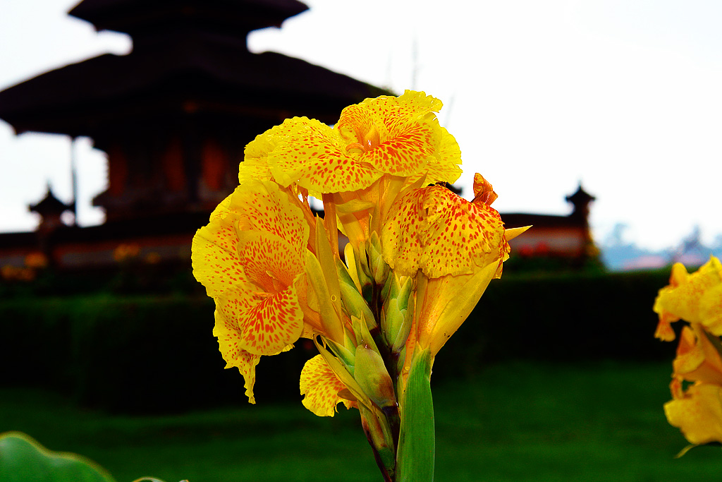 Bali - Blume im Tempelgarten
