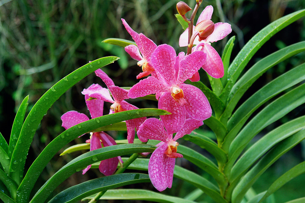 bali blume2