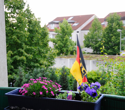 Balkon-Nelken
