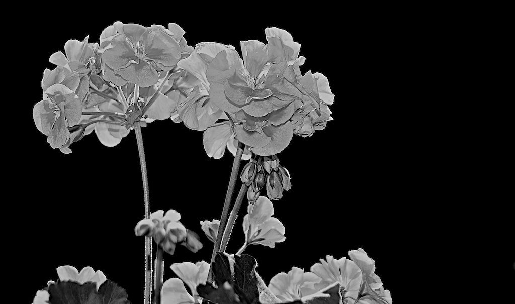 Balkonblumen