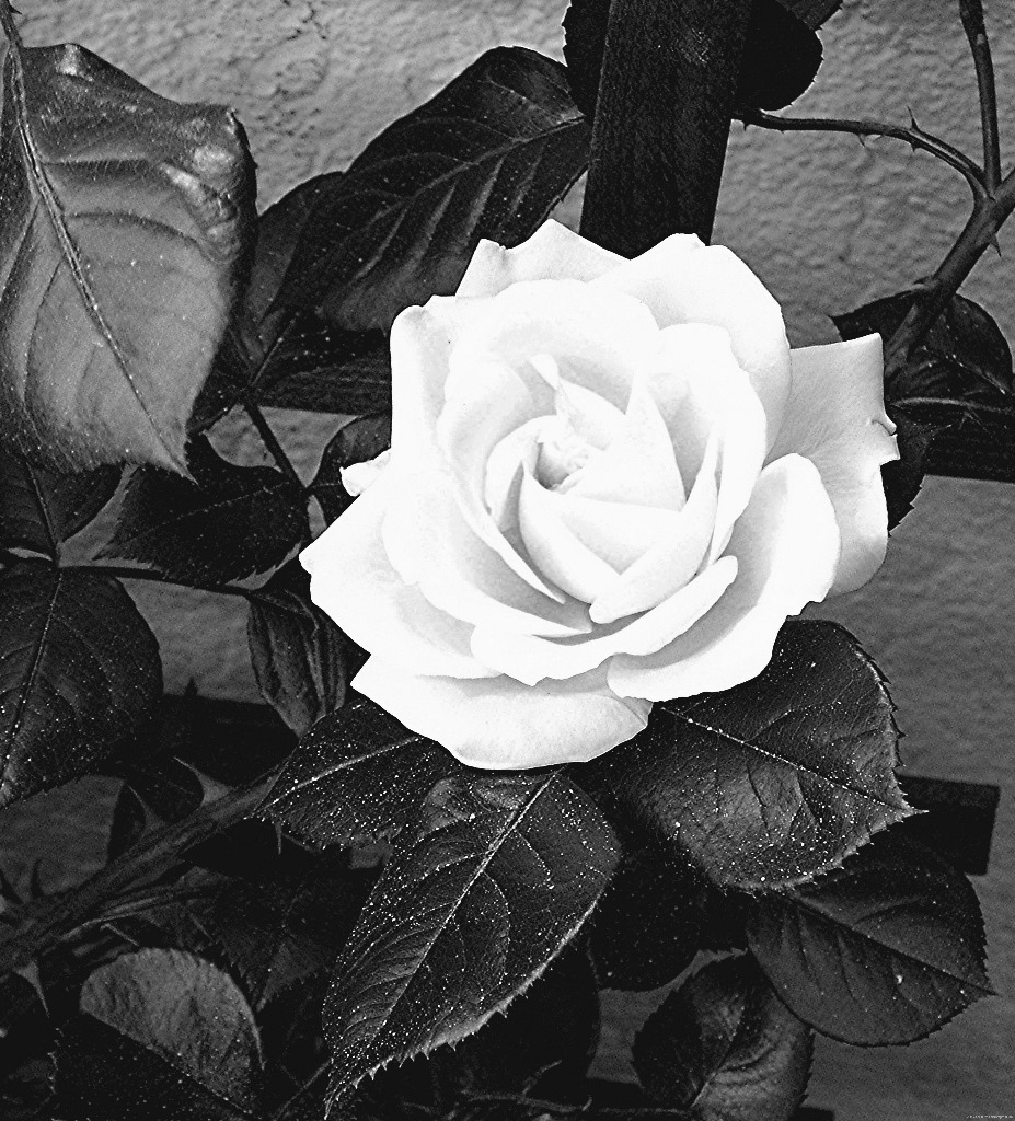 Balkonrose