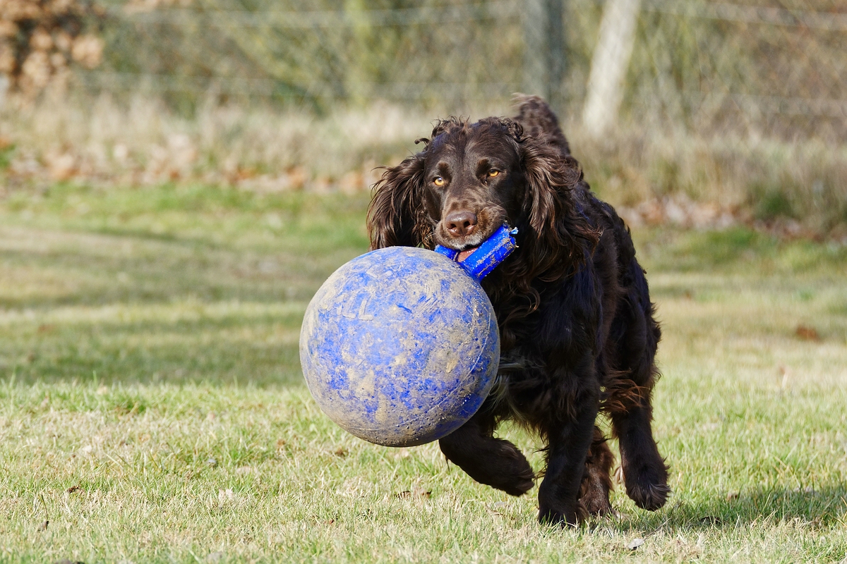 Ballsport I