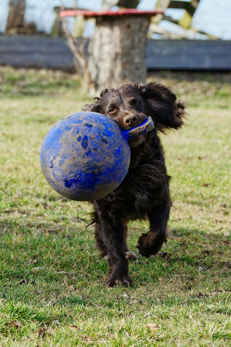 Ballsport II