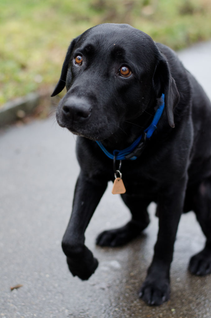 Balu