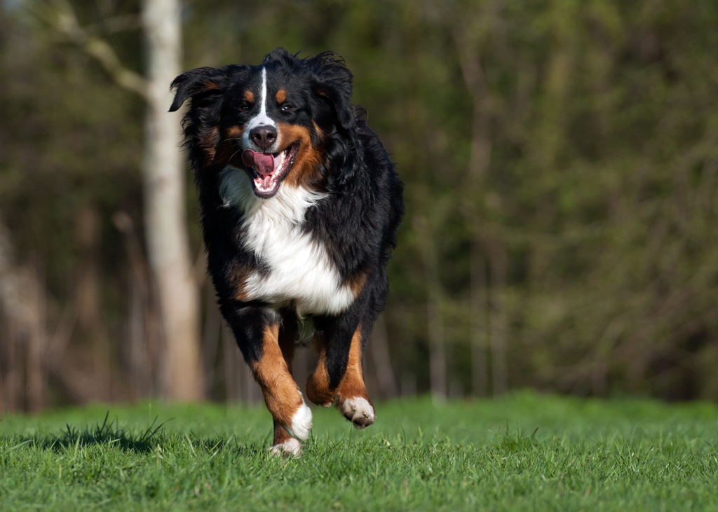 Balu041111152