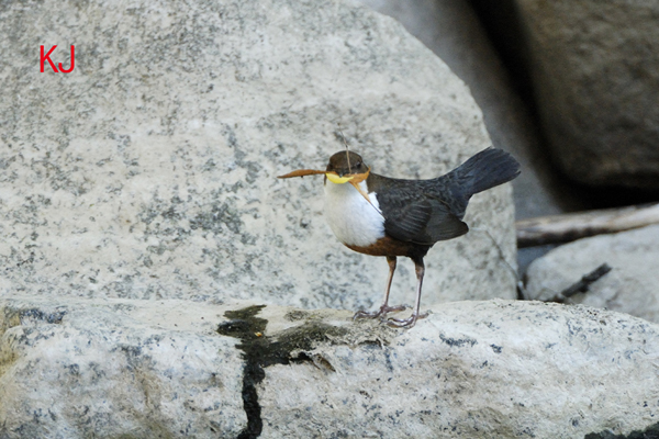 Balz der Wasseramsel