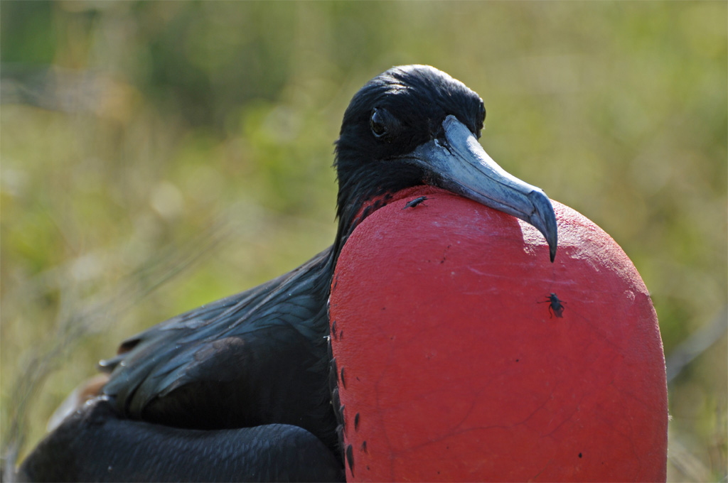 balzender männlicher Fregattvogel "Fregatas magnificent"