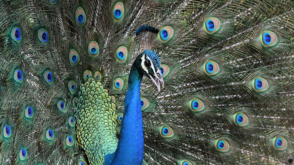 balzender Pfau (Peacock)
Wilpattu Nationalpark

s175 Wilpattu Pfau 9912