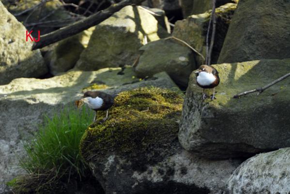 Balzritual der Wasseramseln