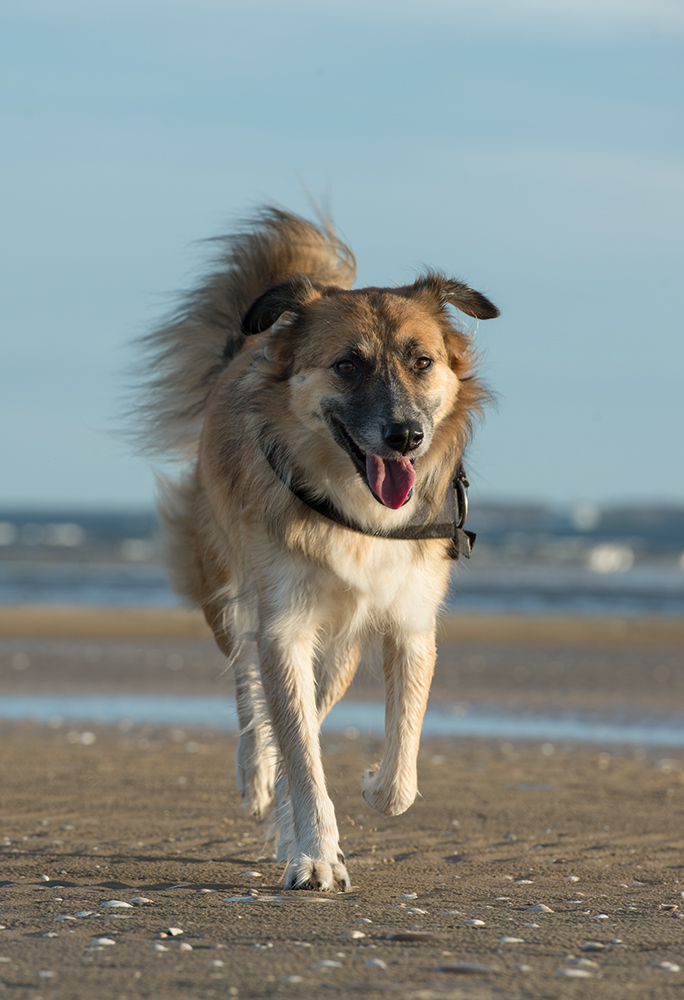 bambi am strand2