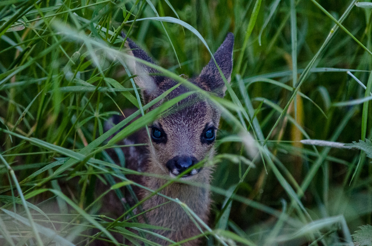 Bambi, BS