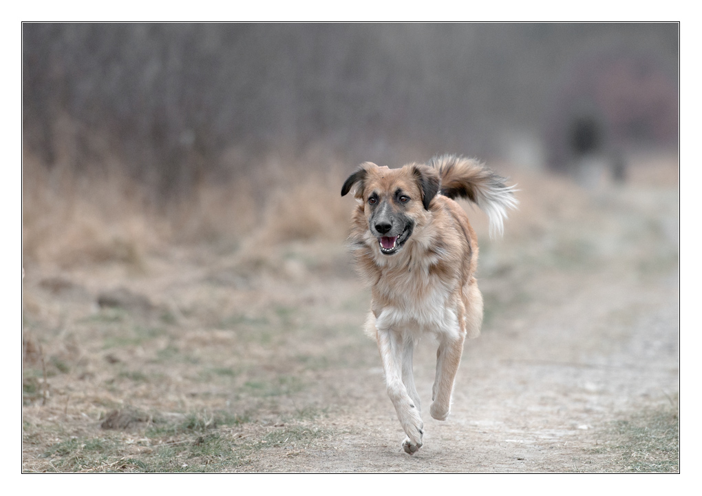 Bambi im Februar 12