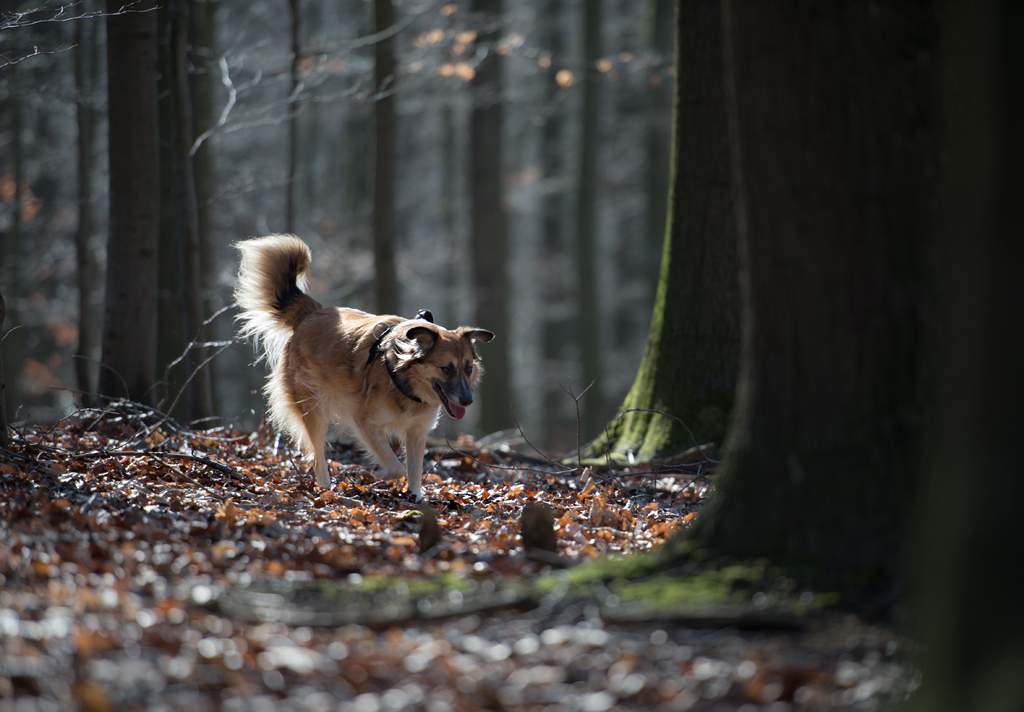 bambi im gegenlicht