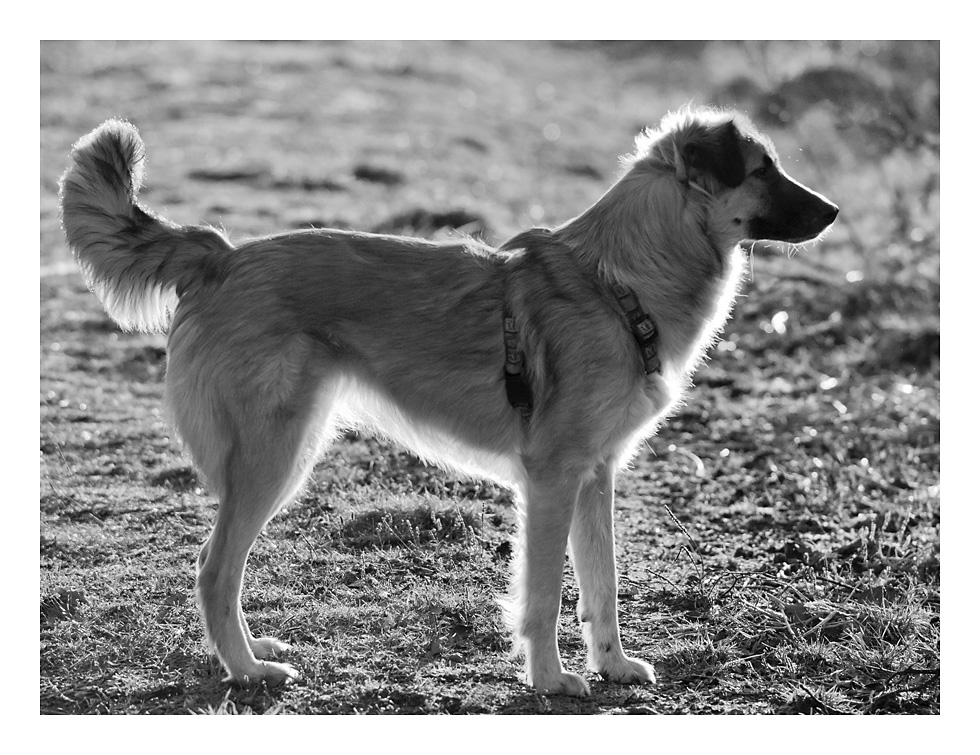 Bambi im Gegenlicht2