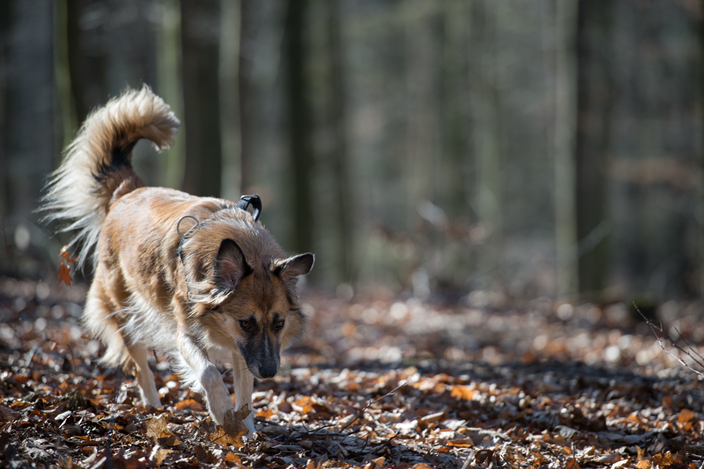 bambi im gegenlicht2