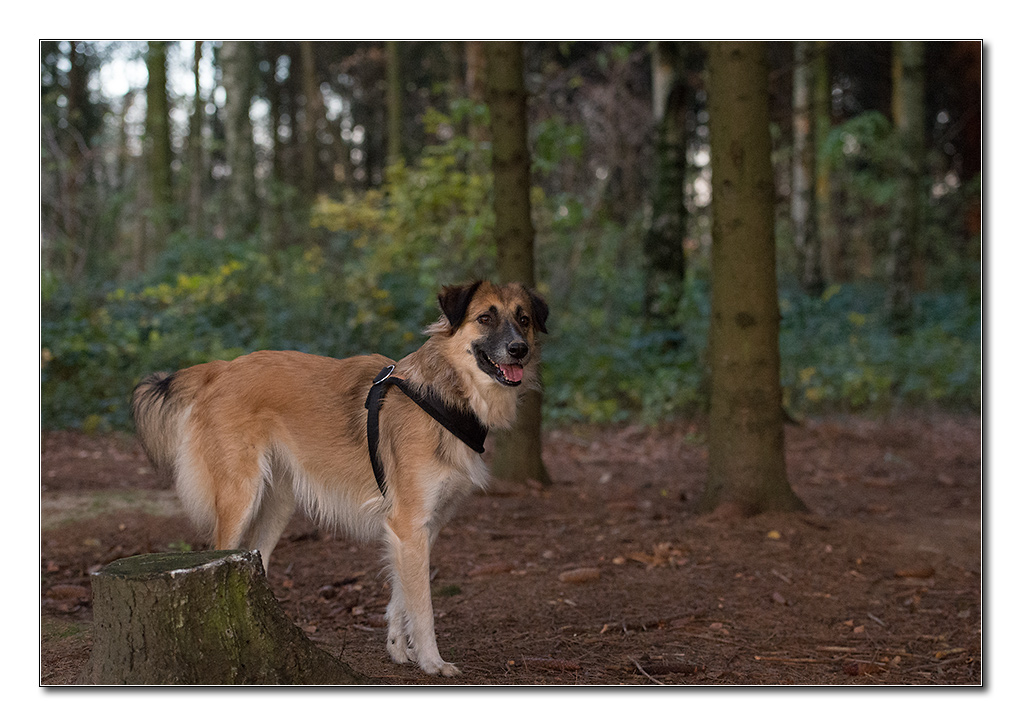 bambi im wald
