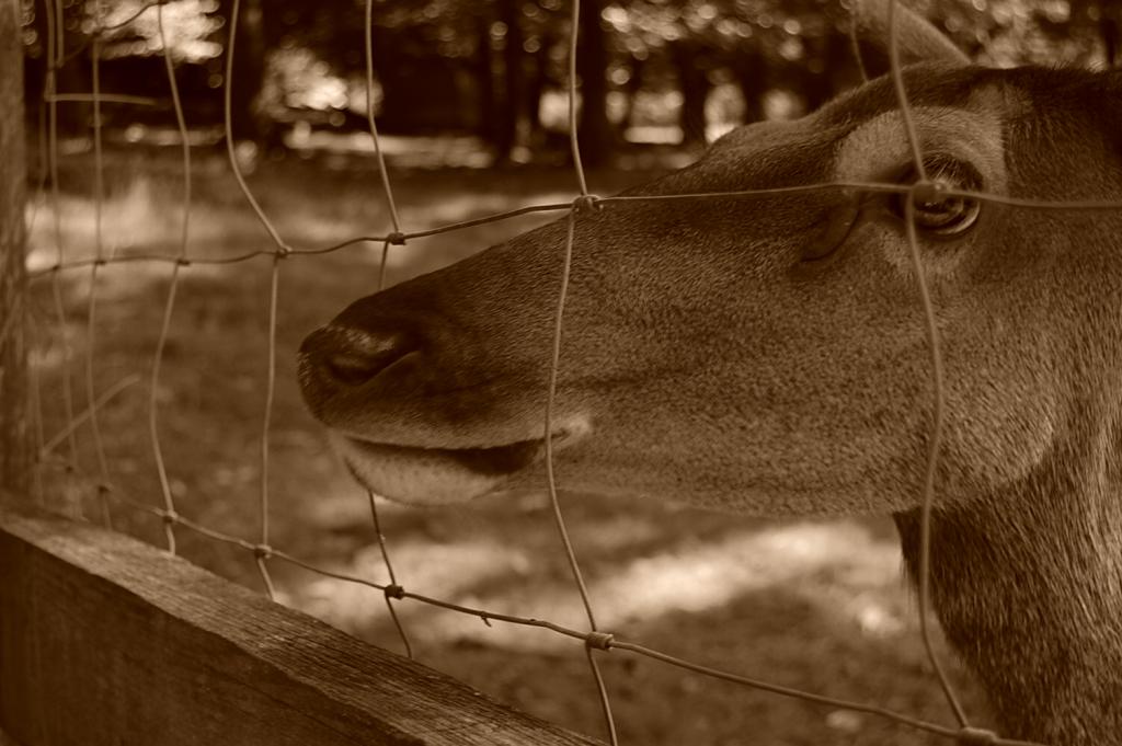 Bambi in jail (freedom for animals)