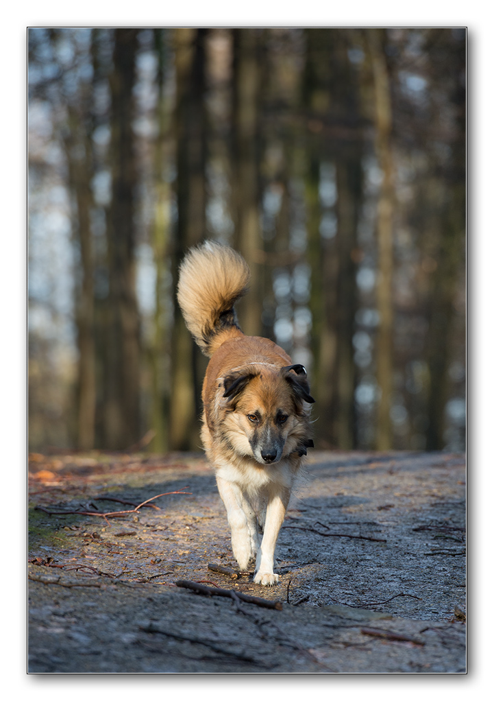 bambi nach dem regen