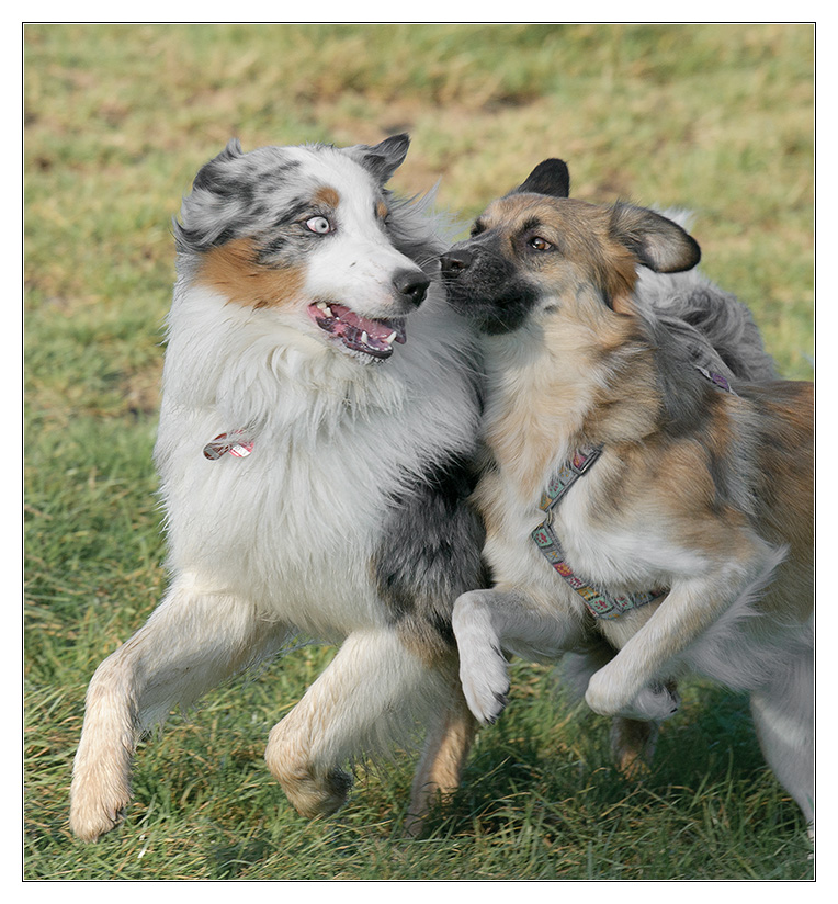 Bambi und Sheppard