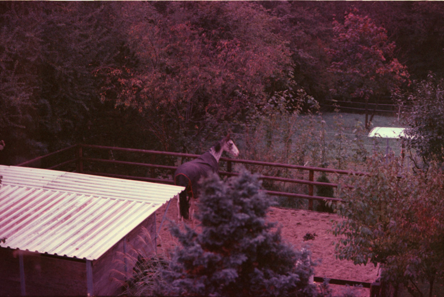 Bambi web