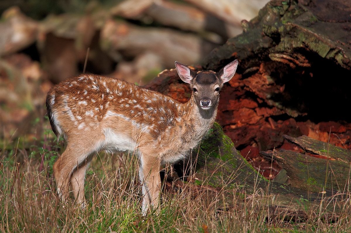 Bambi1.jpg