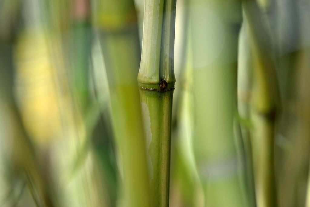 bambus