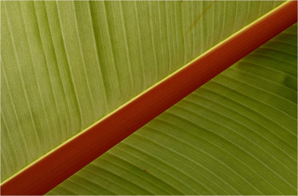 Bananablatt