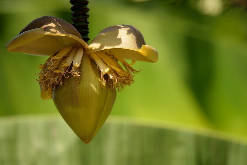Banane