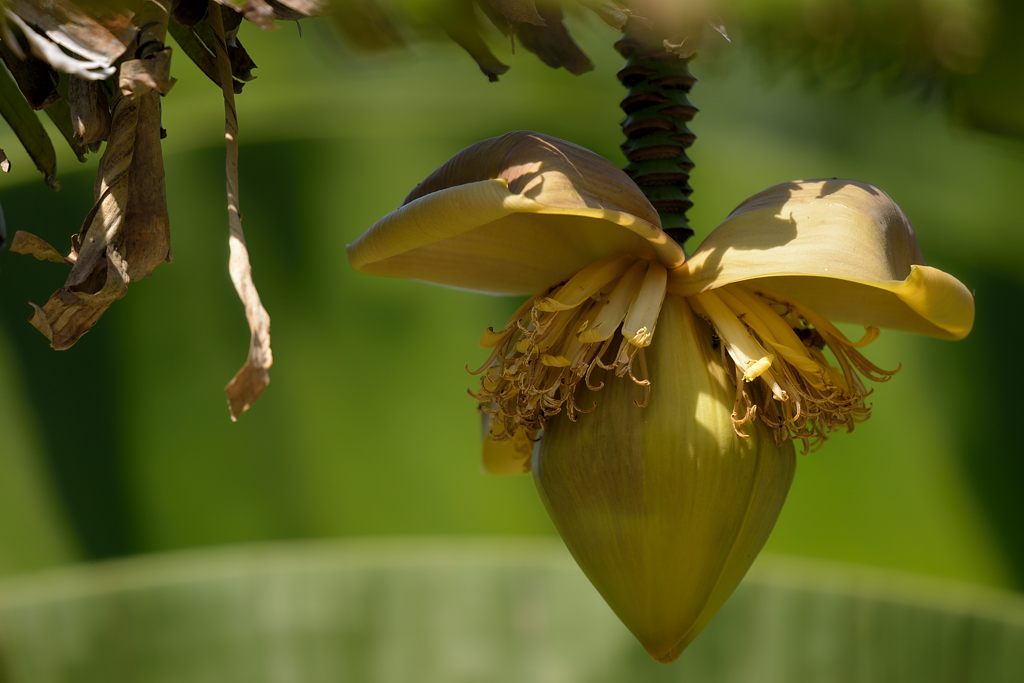 Banane
