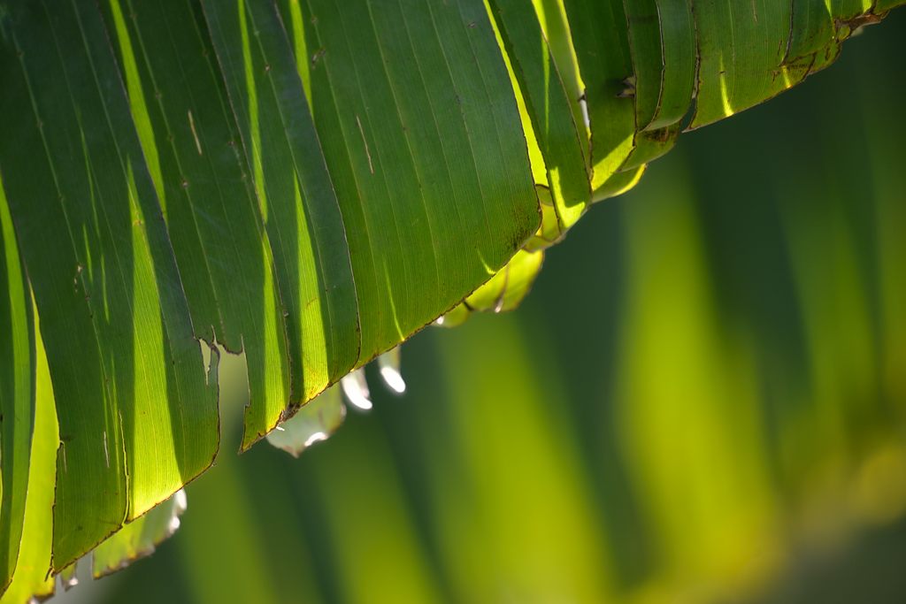 Banane
