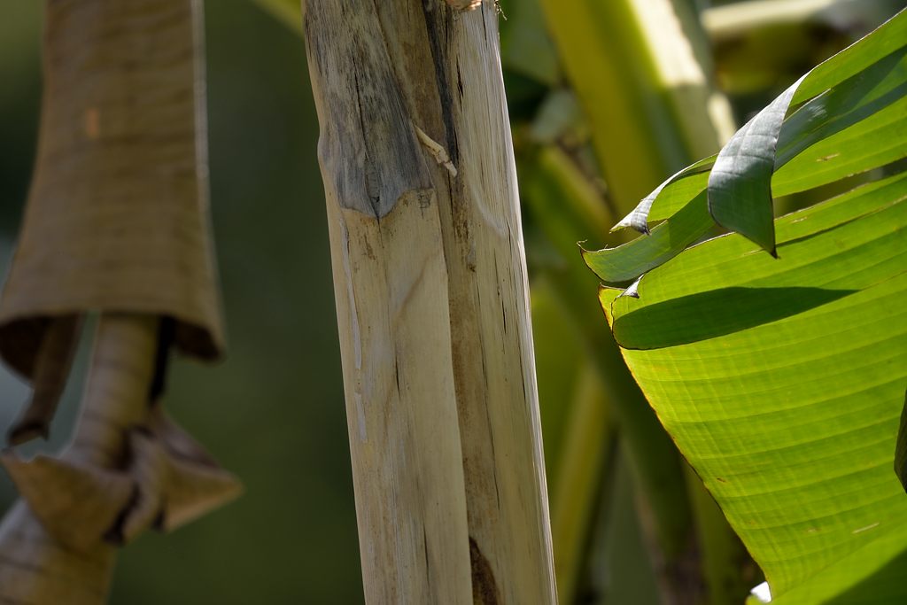 Banane