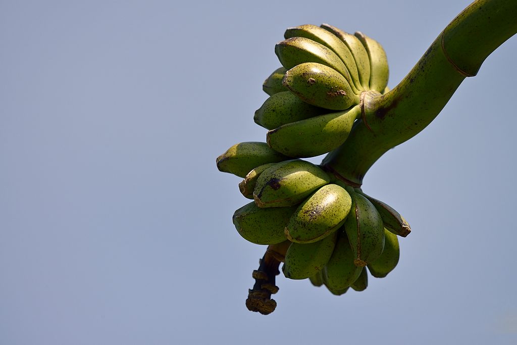 Banane